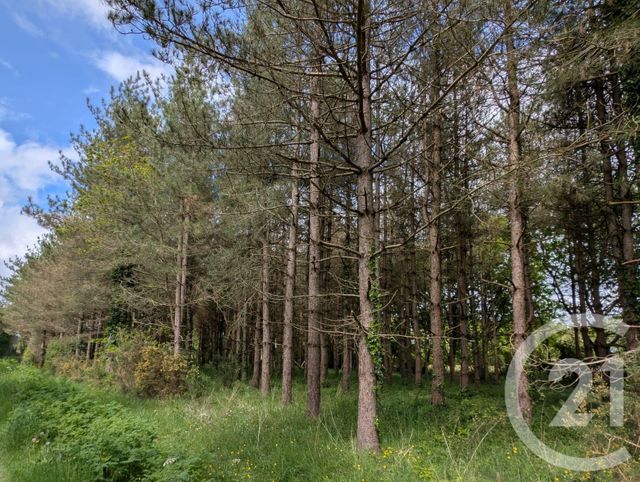 Afficher la photo en grand terrain à vendre - 5000.0 m2 - ST URBAIN - 85 - PAYS-DE-LOIRE - Century 21 L'Océane