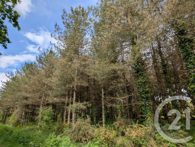 Afficher la photo en grand terrain à vendre - 5000.0 m2 - ST URBAIN - 85 - PAYS-DE-LOIRE - Century 21 L'Océane