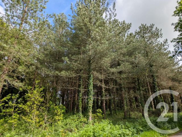 Afficher la photo en grand terrain à vendre - 5000.0 m2 - ST URBAIN - 85 - PAYS-DE-LOIRE - Century 21 L'Océane