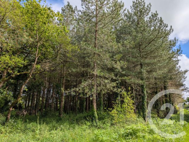 Afficher la photo en grand terrain à vendre - 5000.0 m2 - ST URBAIN - 85 - PAYS-DE-LOIRE - Century 21 L'Océane